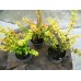 Берберис ( Berberis thunbergii Aurea)
